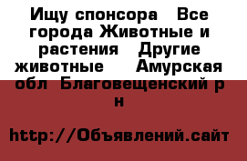 Ищу спонсора - Все города Животные и растения » Другие животные   . Амурская обл.,Благовещенский р-н